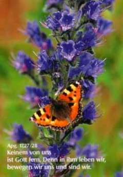 Postkarten Schmetterling Pfauenauge, 6 Stück