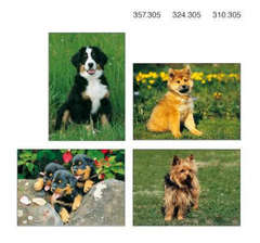 Postkartenserie Junge Hunde, 12 Stück