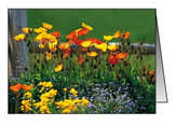 Faltkarten Mohn, 5 Stück Faltkarten Mohn, 5 Stück