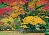 Faltkarten Bunte Herbstbäume, 5 Stück